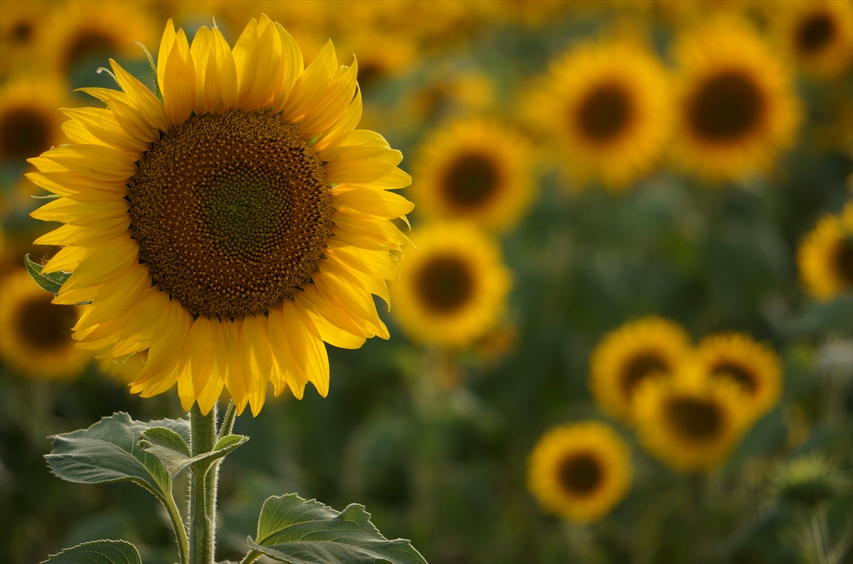 بالصور.. تفتح أزهار دوار الشمس في ولاية إدرنة ترك برس