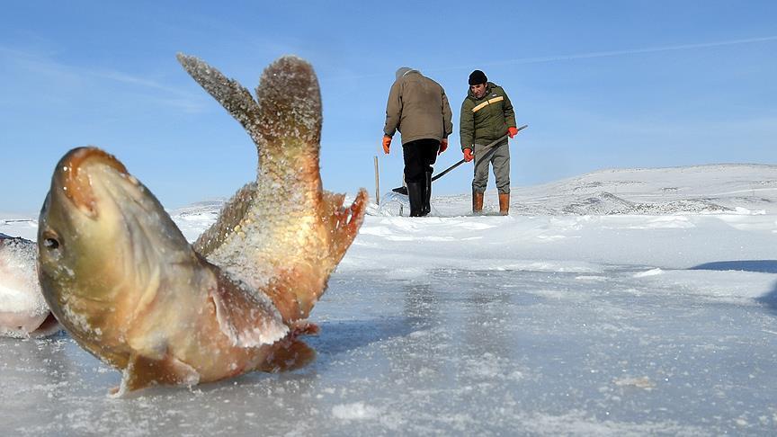 الصيد بطريقة الإسكيمو لمواجهة تجمد بحيرة شرقي تركيا