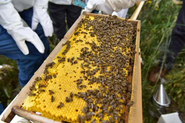 تركيا تحقق الاكتفاء الذاتي في تربية النحل وإنتاج العسل Nhl