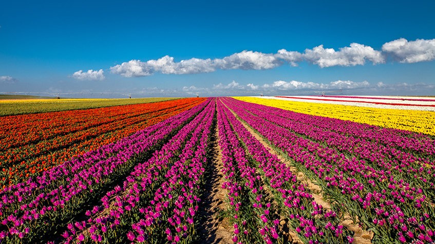شاهد بالصور مزارع الخزام في فرنسا  Tulip-fields-cumra-847x476