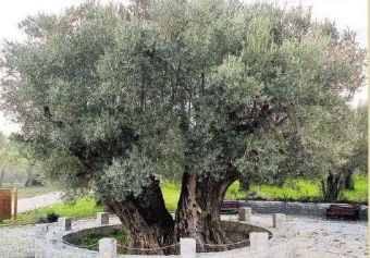 شجرة زيتون مثمرة منذ عهد النبي عيسى عليه السلام ترك برس