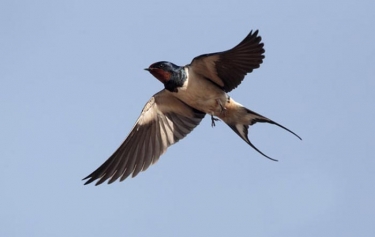 أهم المعلومات عن أجمل الطيور في العالم طائر السنونو Swallow